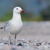 Racek Audouinuv - Ichthyaetus audouinii - Audouin's Gull 1626